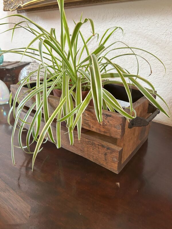 basket_22